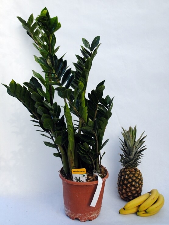 Zamioculcas zamiifolia, gemma di Zanzibar - vaso Ø21cm,