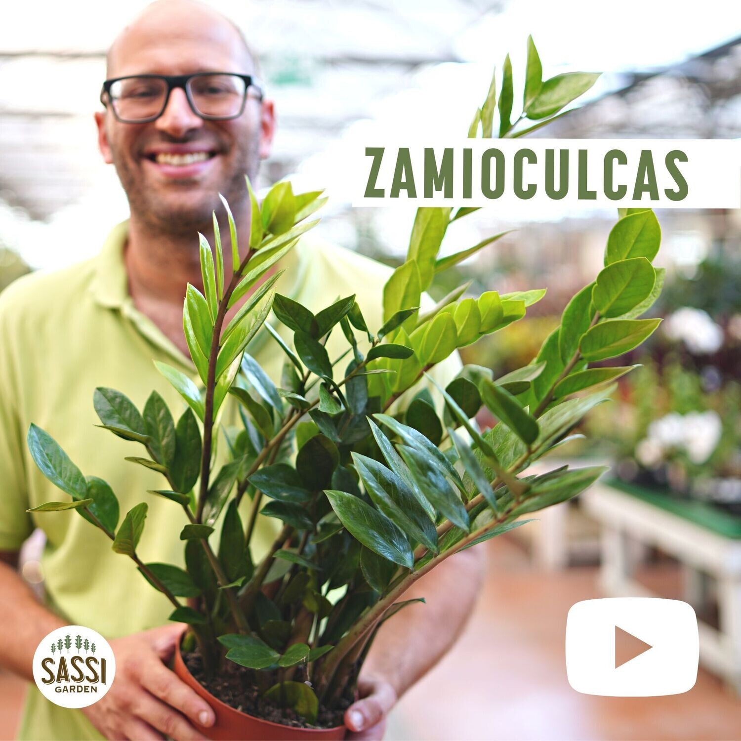 Zamioculcas zamiifolia, gemma di Zanzibar - vaso Ø17 cm, h 60 cm Zamioculcas zamiifolia, gemma di Zanzibar - vaso Ø17 cm, h 60 cm