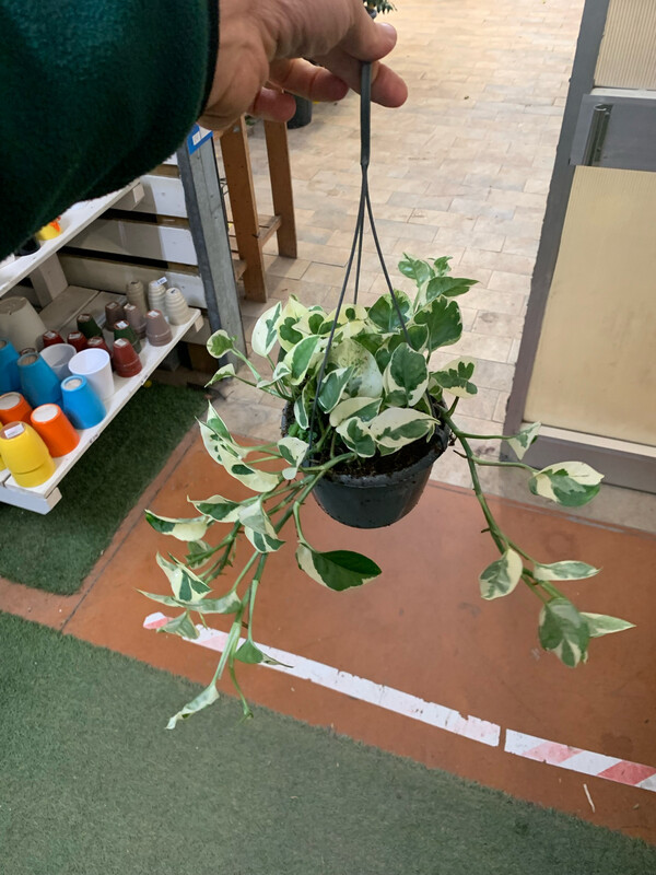 Epipremnum aureum 'N'Joy', Potus enjoy, Potos, Pothos, Photus - basket Ø18 cm