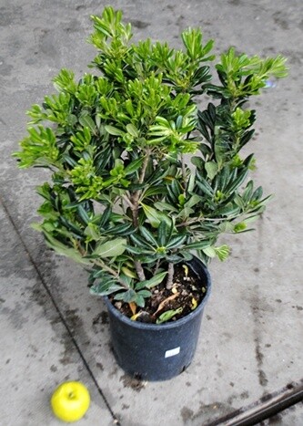 Pittosporo, Pittosporum tobira, Pitosforo - vaso Ø24 cm Pittosporo, Pittosporum tobira, Pitosforo - vaso Ø24 cm