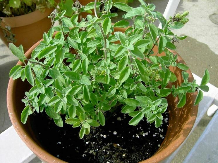 Origano compatto -  Origanum vulgare 'Compactum'- v14