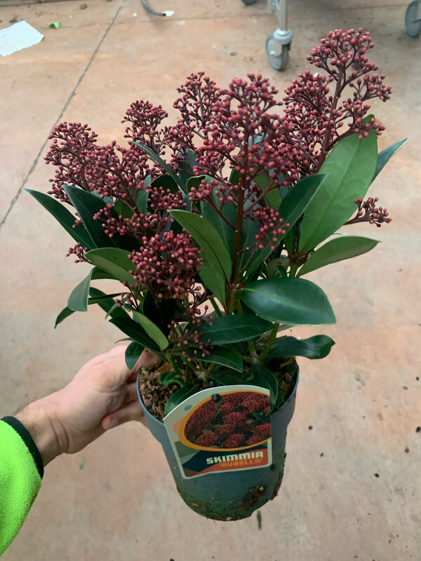 Skimmia japonica 'Rubella' - vaso Ø17 cm