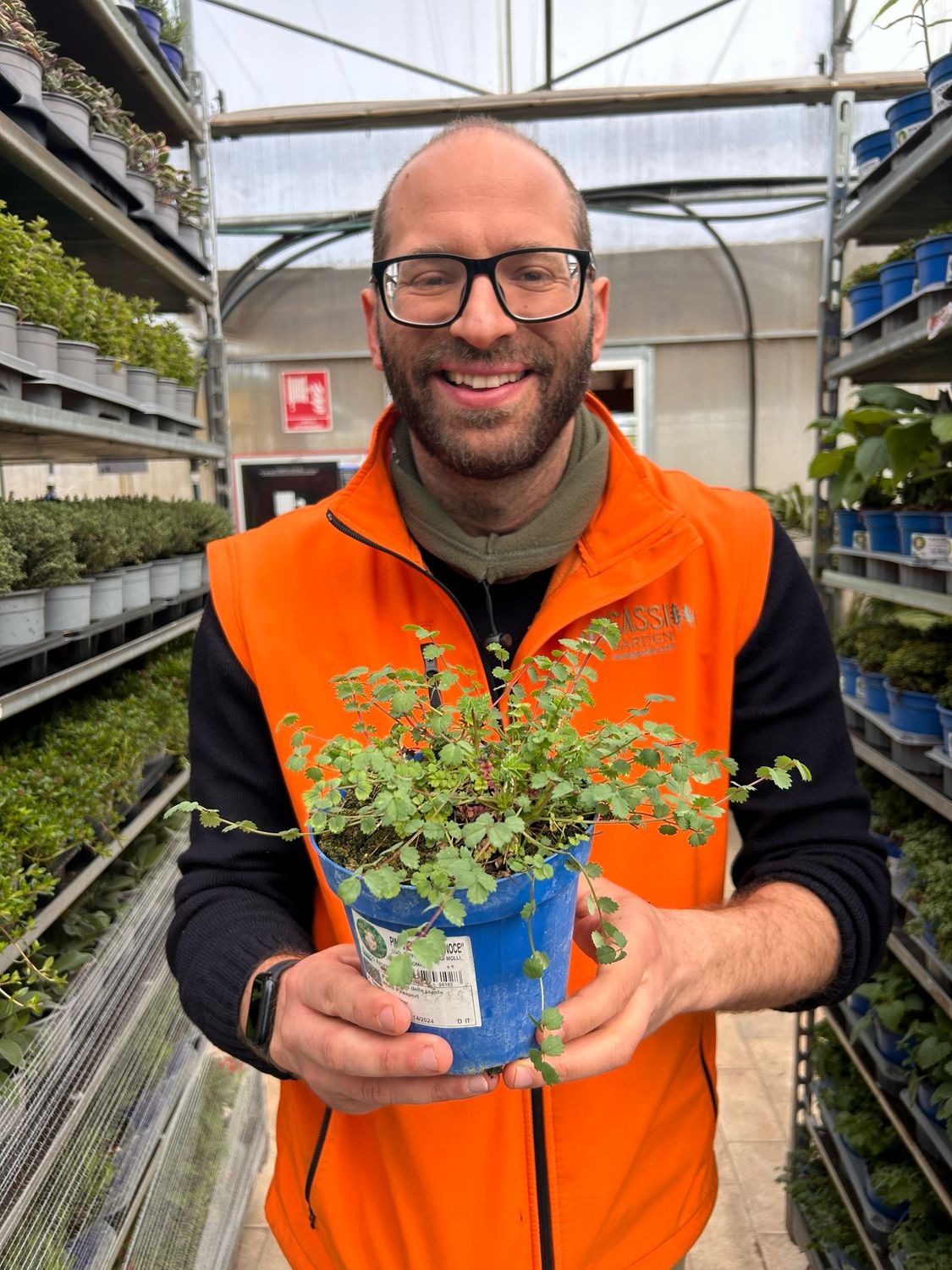 Pimpinella, Erba noce, Sanguisorba minor - vaso Ø14 cm