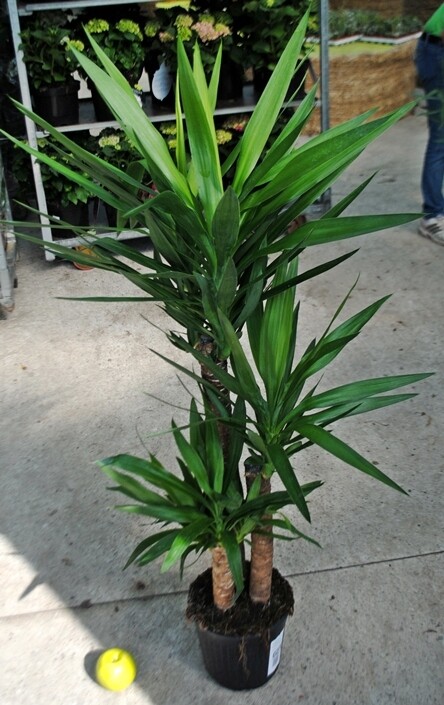Yucca Elephantipes, Tronchetto della felicità, 3 tronchi 90/30 - vaso Ø24 cm