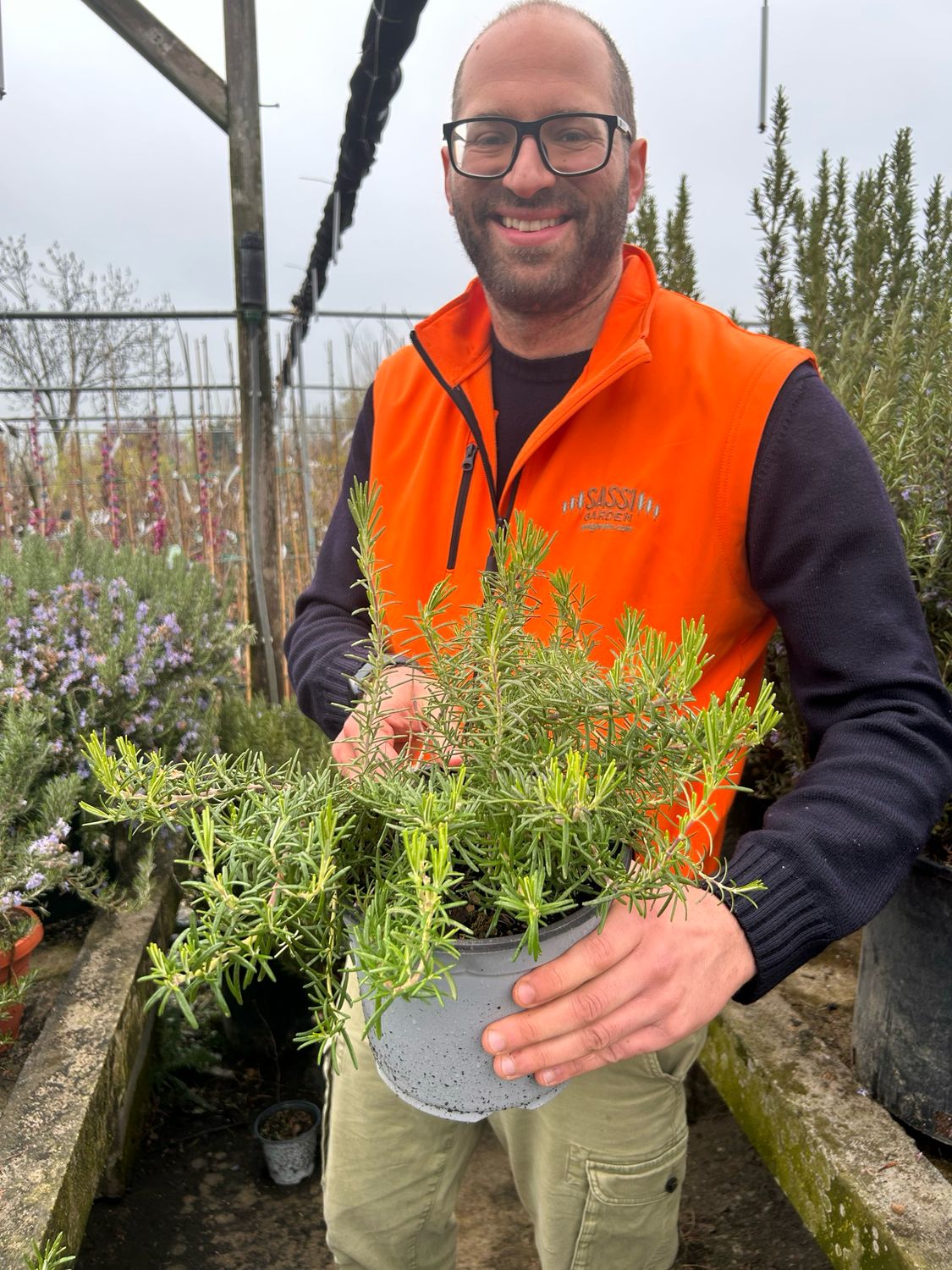 Rosmarino prostrato, Rosmarinus officinalis prostatus - vaso Ø18 cm