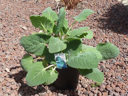 Erba moscatella, Salvia sclarea - vaso Ø14 cm
