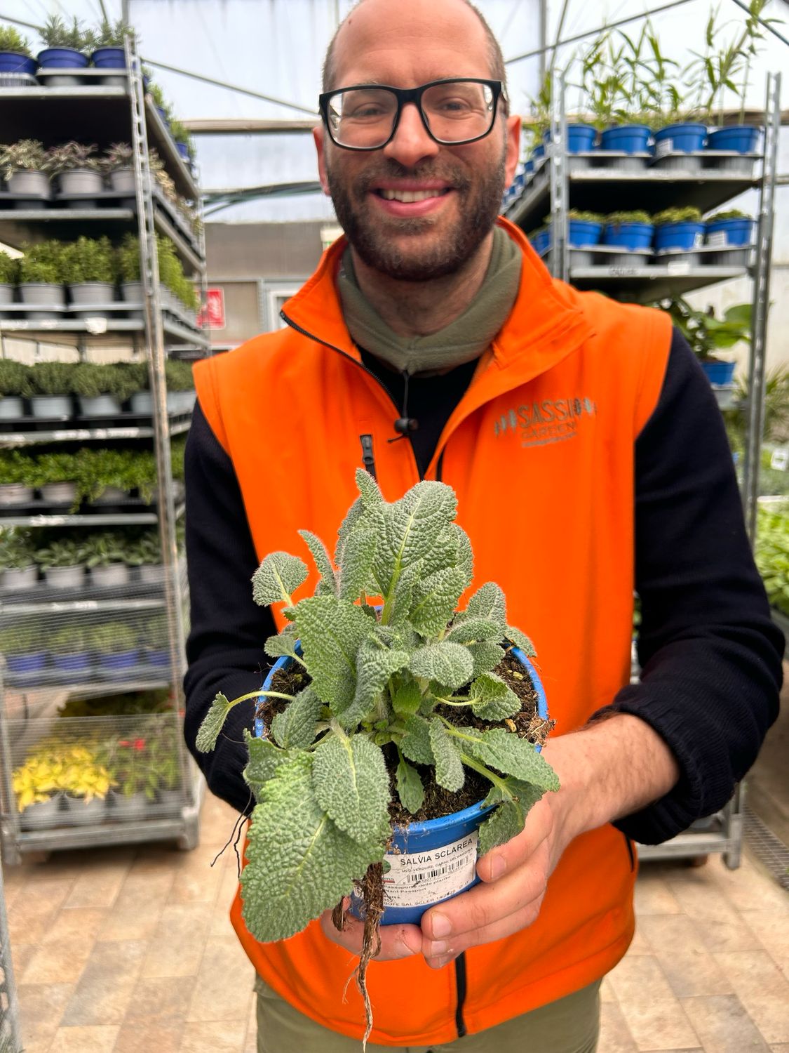 Erba moscatella, Salvia sclarea - vaso Ø14 cm