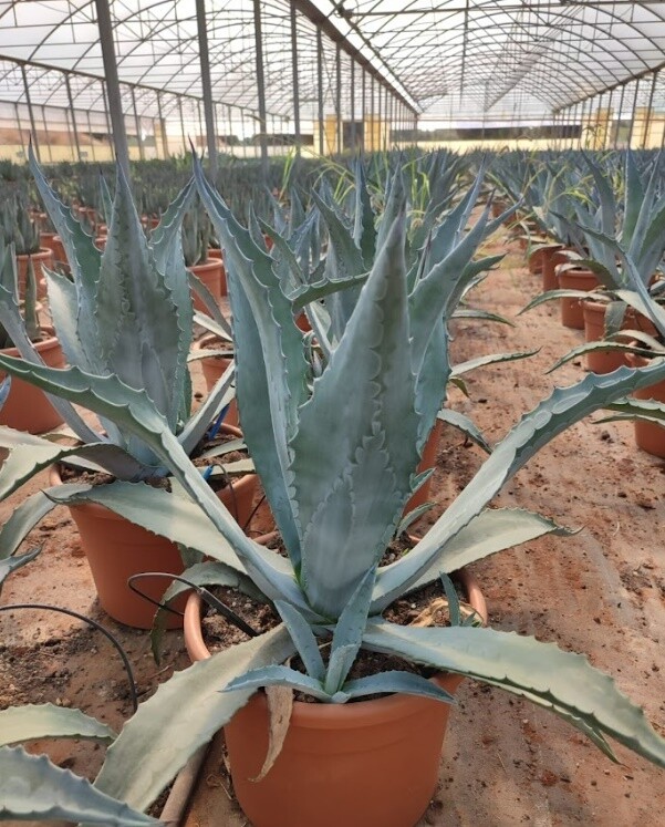 Agave americana, Pita,Maguey - vaso Ø30 cm