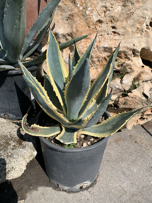 Agave americana 'Marginata' , Century Plant, Pianta Grassa - vaso Ø30 cm