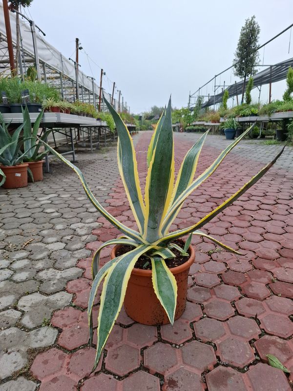 Agave americana 'Marginata' , Century Plant, Pianta Grassa - vaso Ø30 cm
