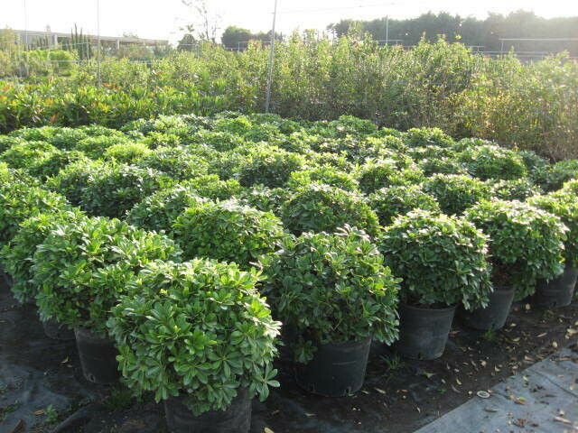 Pittosporo Nano, Pittosporum tobira 'Nanum', Pitosforo - vaso Ø30 cm