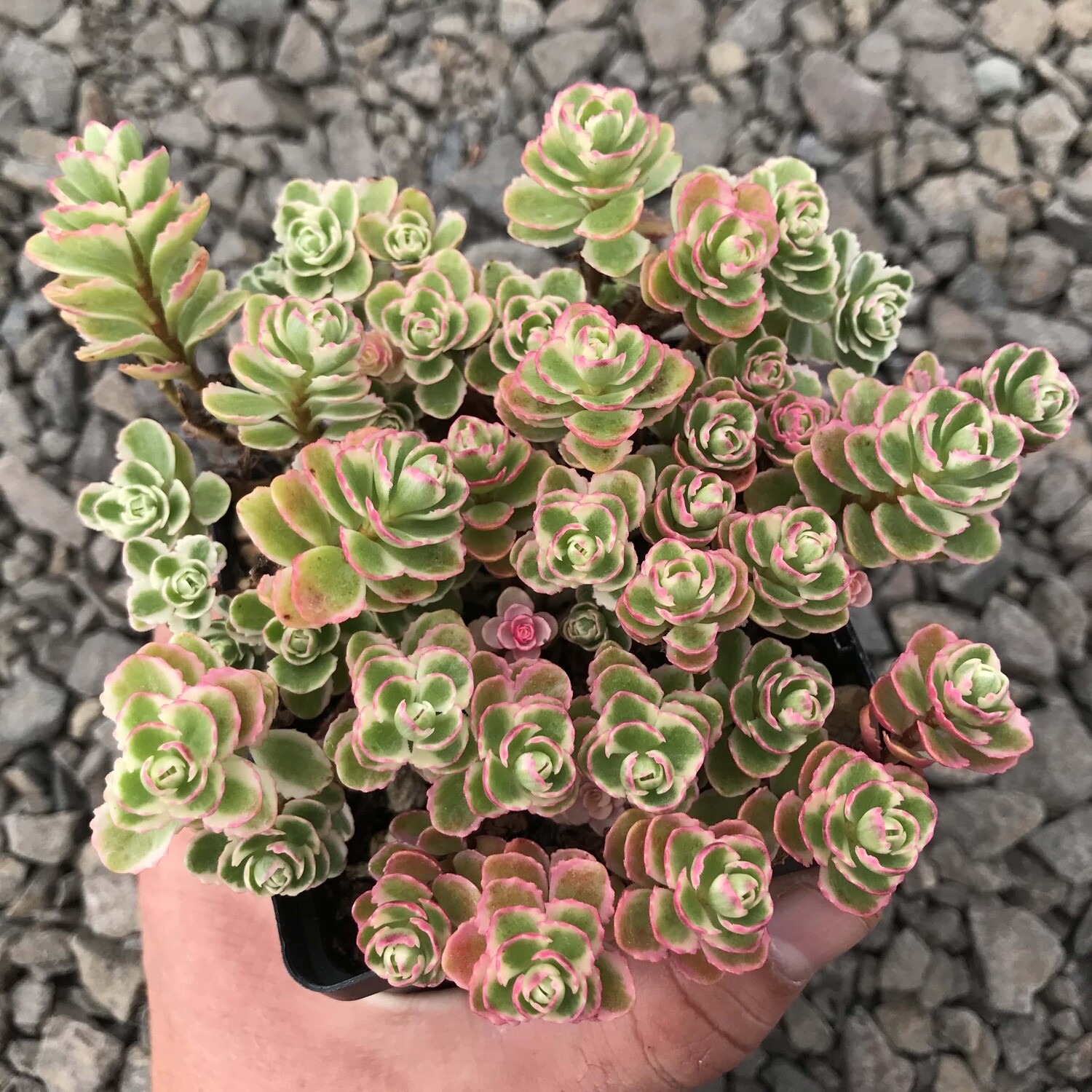 Sedum spurium Tricolor - vaso Ø14  cm
