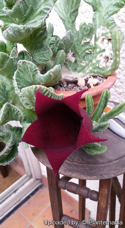 Stapelia leendertziae crestata - vaso Ø6 cm Stapelia leendertziae crestata - vaso Ø6 cm