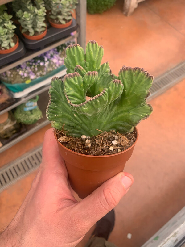 Stapelia leendertziae crestata - vaso Ø6 cm