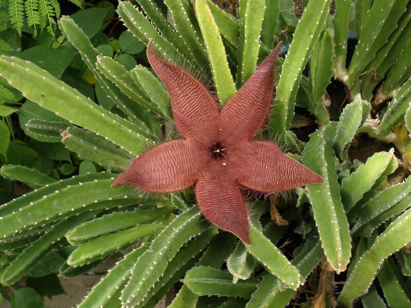 Stapelia Grandiflora, Huernia Orbea - vaso Ø10 cm