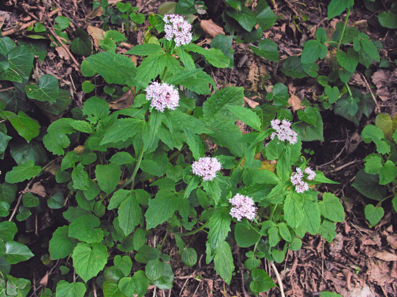 VALERIANA, Valeriana officinalis - vaso Ø14 cm
