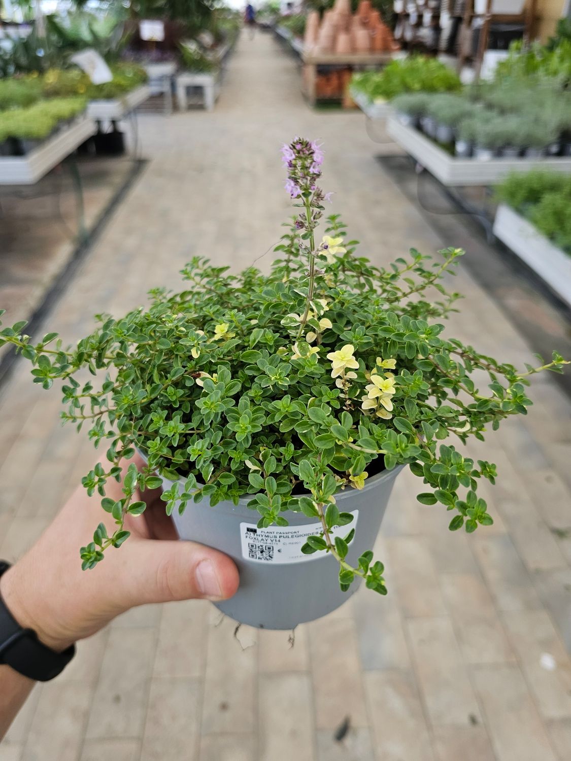 Timo pulegoides fox, Thymus pulegioides “fox”,  Timo foxlay - vaso Ø14 cm