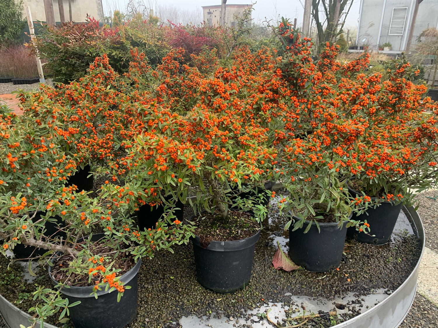 Pyracantha coccinea 'Navaho', Pyracantha Nano - vaso Ø24 cm Pyracantha coccinea 'Navaho', Pyracantha Nano - vaso Ø24 cm
