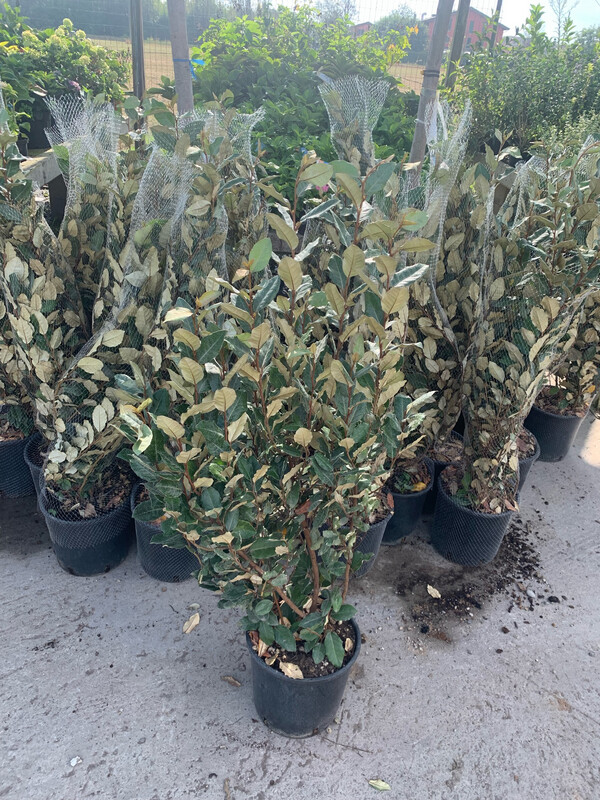 Elaeagnus ebbingei, Oleastro, Eleagnus - vaso Ø24 cm, h 110/120 cm Elaeagnus ebbingei, Oleastro, Eleagnus - vaso Ø24 cm, h 110/120 cm