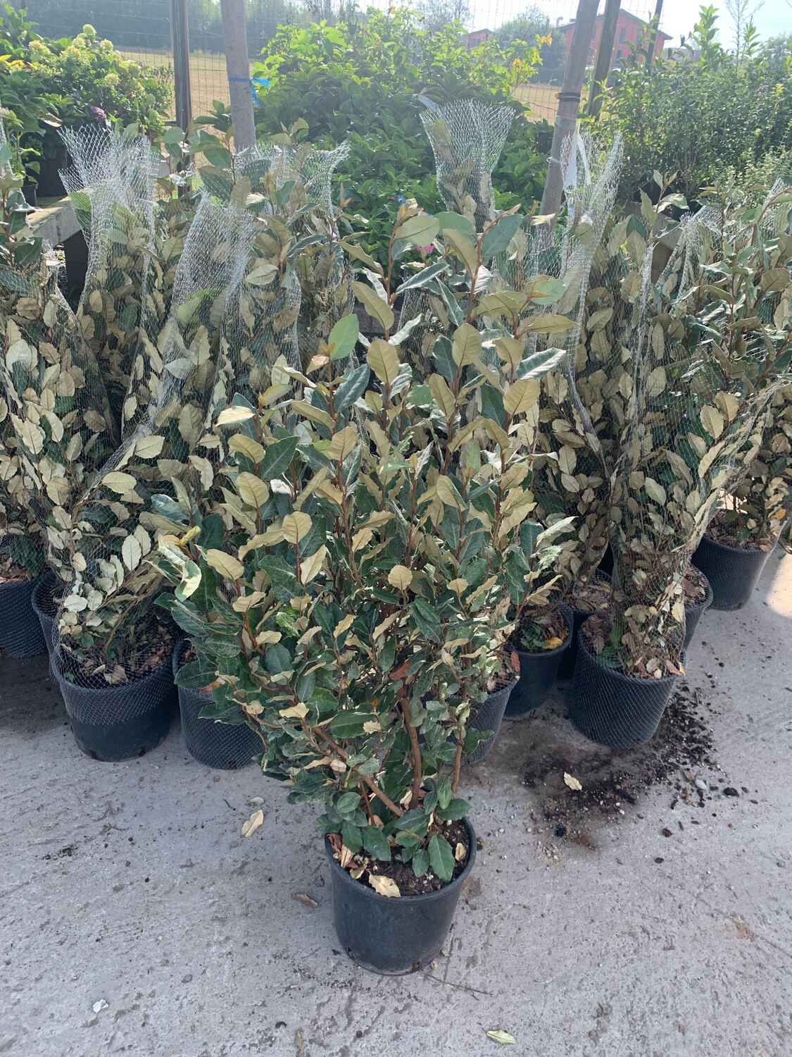 Elaeagnus ebbingei, Oleastro, Eleagnus - vaso Ø24 cm, h 110/120 cm Elaeagnus ebbingei, Oleastro, Eleagnus - vaso Ø24 cm, h 110/120 cm