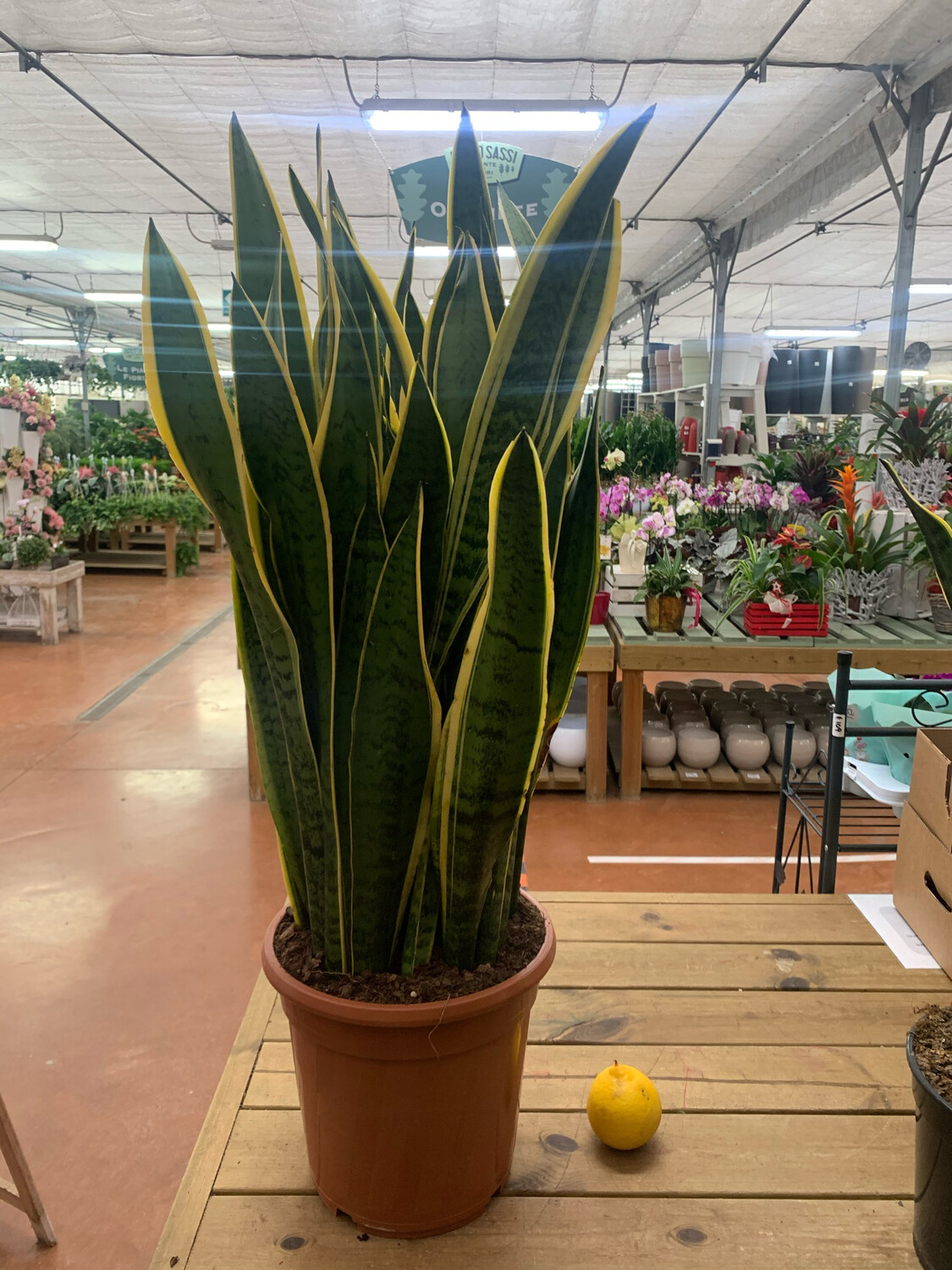 Sansevieria trifasciata 'Laurentii', Lingua di Suocera, Pianta serpente, Snake Plant, Sanseveria - vaso Ø21 cm, h 60 cm Sansevieria trifasciata 'Laurentii', Lingua di Suocera, Pianta serpente, Snake Plant, Sanseveria - vaso Ø21 cm, h 60 cm