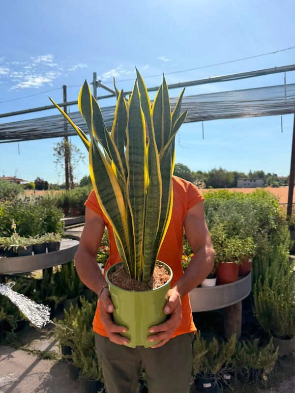 Sansevieria trifasciata 'Laurentii', Lingua di Suocera, Pianta serpente, Snake Plant, Sanseveria - vaso Ø21 cm, h 60 cm