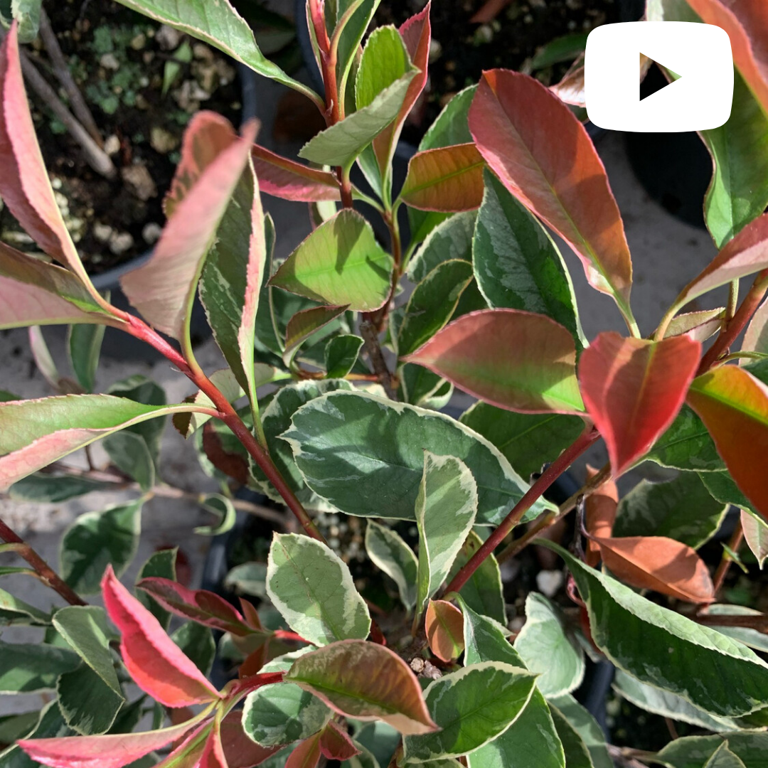 Photinia x fraseri 'Pink Marble', Photinia Pink Marble Fotinia - vaso Ø 18 cm h 60-80 cm