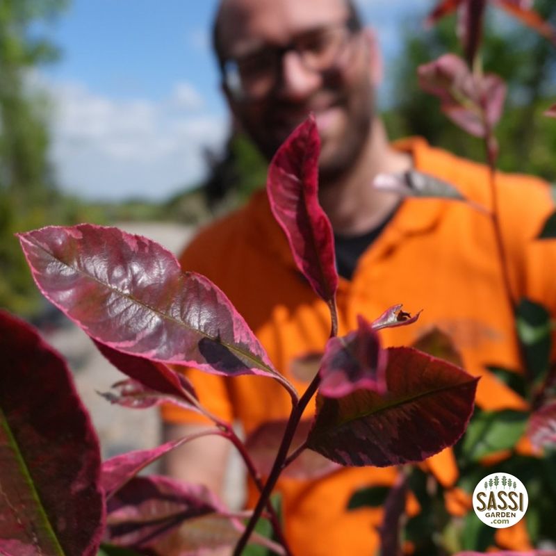 Photinia x fraseri 'Pink Marble ', Fotinia - vaso Ø24 cm, h 100/110 cm