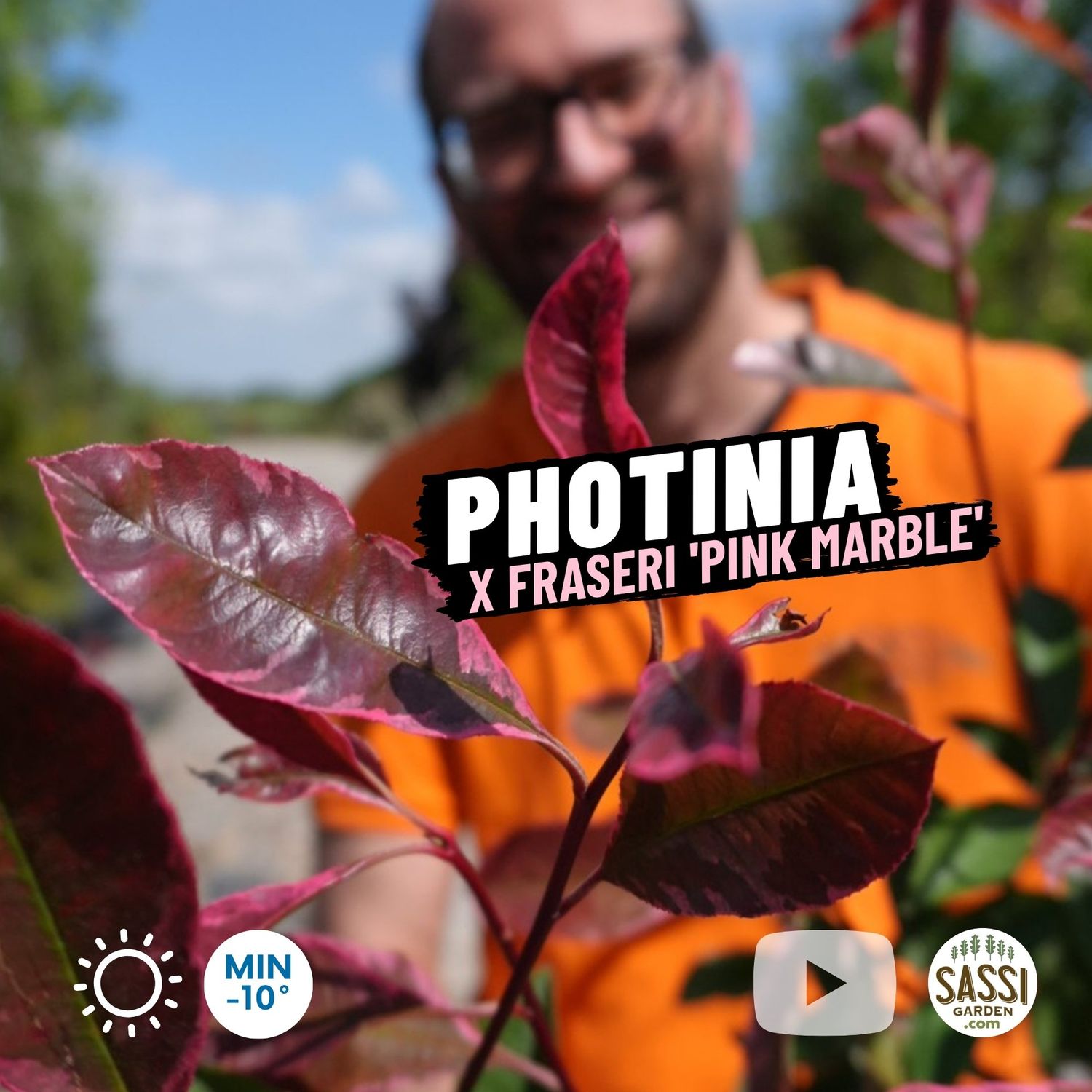 Photinia x fraseri  'Pink Marble ', Fotinia - vaso Ø24 cm, h 100/110 cm