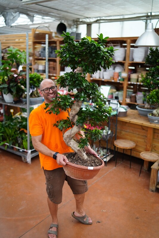 Bonsai Ficus Ginseng, Ficus microcarpa - ciotola Ø35 cm, h 100 cm Esemplare