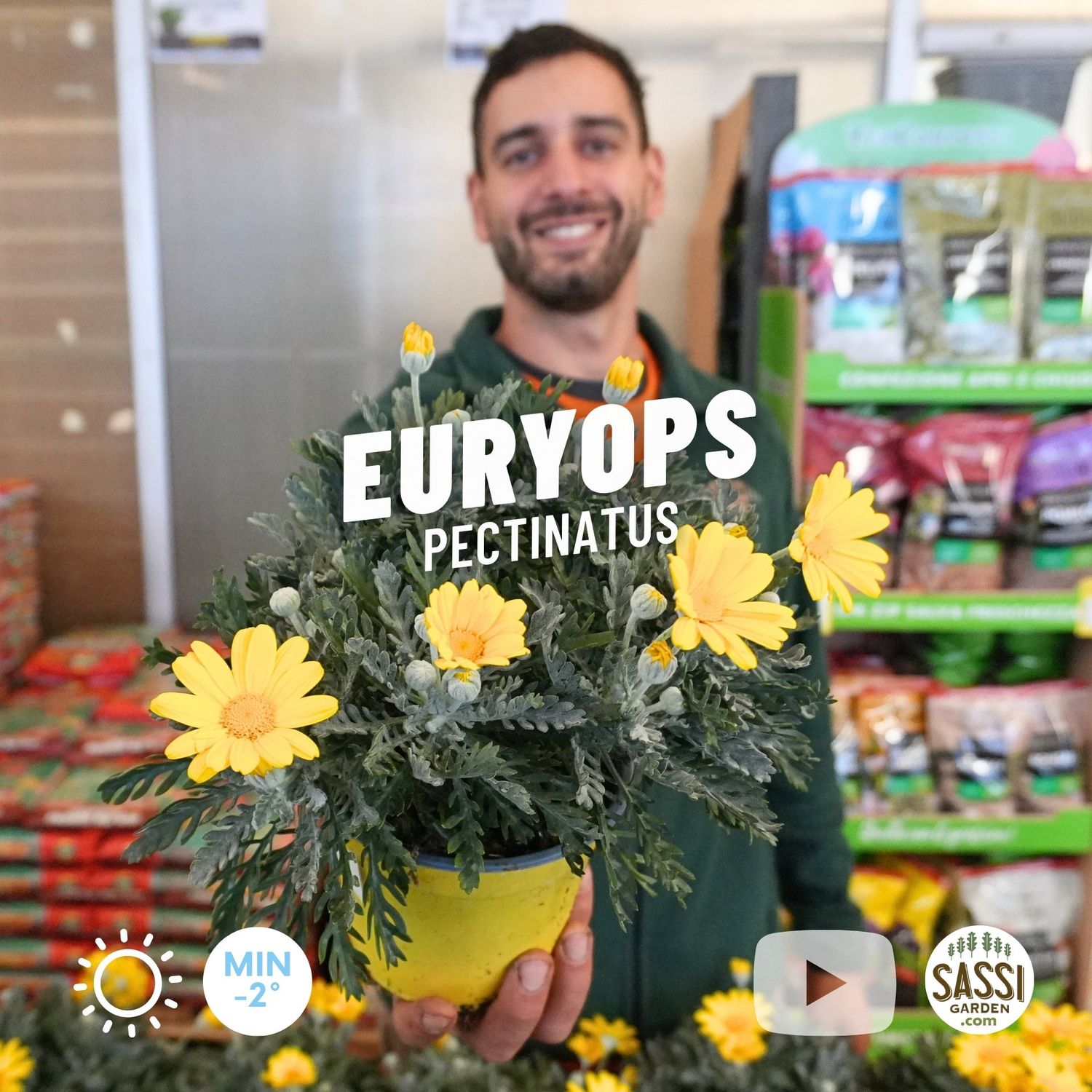 Euryops pectinatus - vaso Ø14 cm