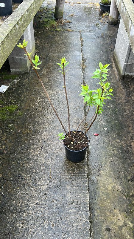 Serenella, Syringa vulgaris, Lillà comune - vaso Ø18 cm