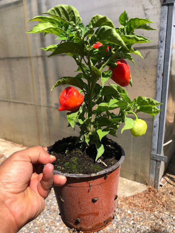 Peperoncino Habanero Red, Capsicum chinense - vaso Ø14 cm