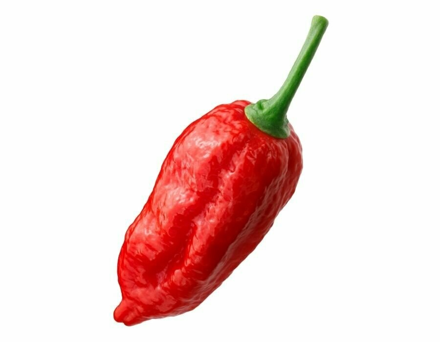 PEPERONCINO NAGA MORICH - Capsicum chinense - v14 PEPERONCINO NAGA MORICH - Capsicum chinense - v14