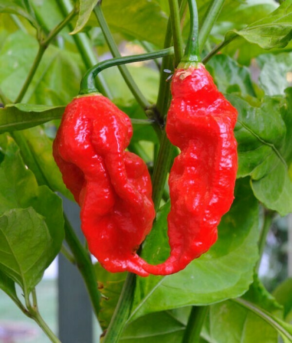 PEPERONCINO NAGA MORICH - Capsicum chinense - v14