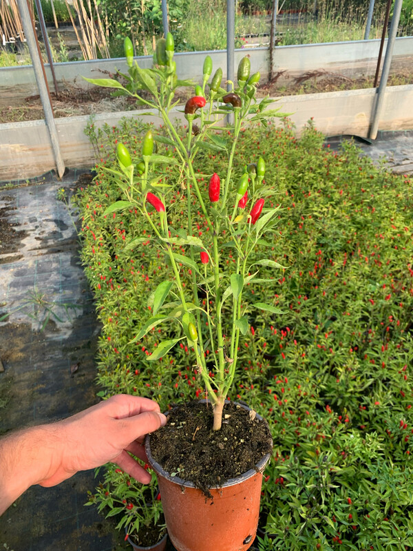 Peperoncino Diavolicchio Calabrese, Capsicum annuum - vaso Ø14 cm