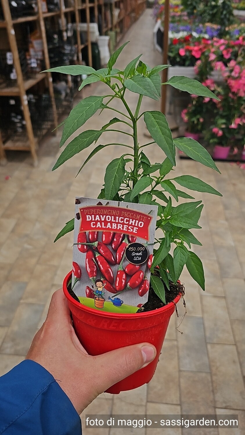 Peperoncino Diavolicchio Calabrese, Capsicum annuum - vaso Ø14 cm