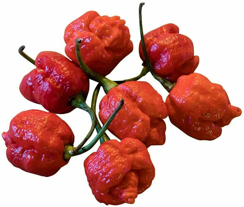 PEPERONCINO TRINIDAD MORUGA RED SCORPION - Capsicum chinense - v14