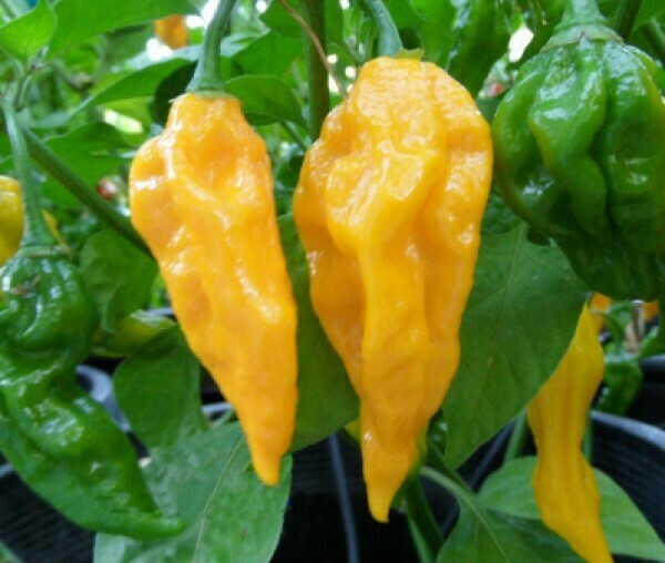 PEPERONCINO FATALII - Capsicum chinense - v14