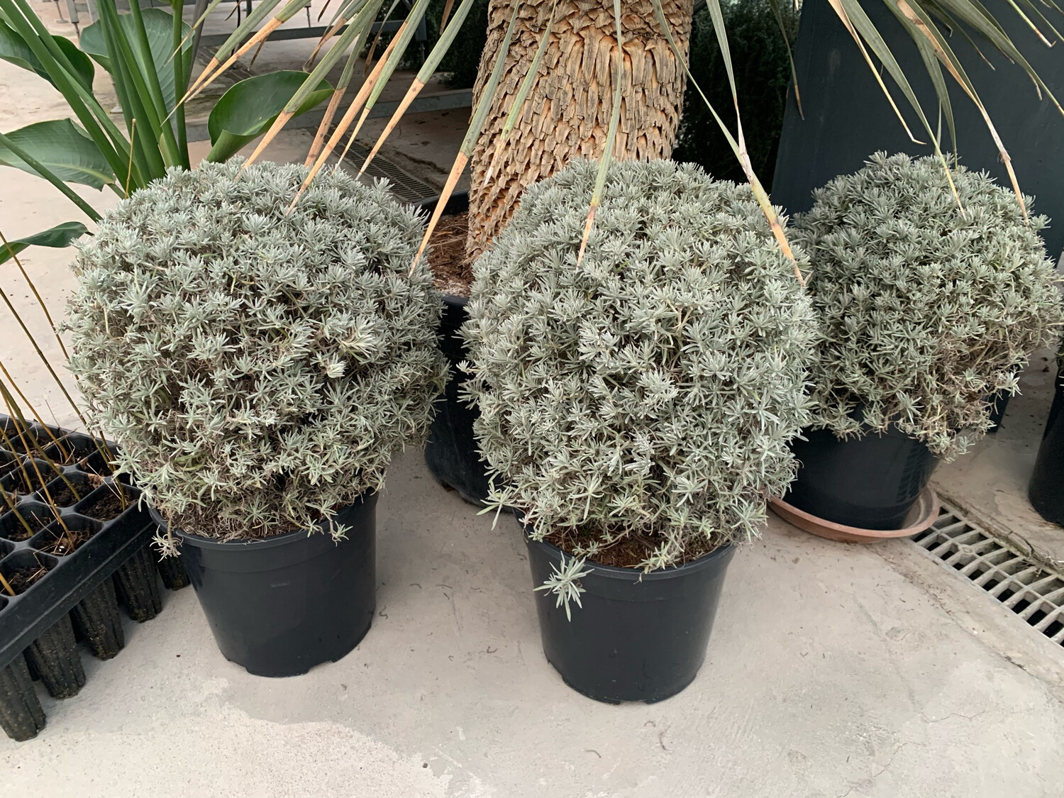 Helichrysum italicum, Elicrisio - vaso Ø22 cm