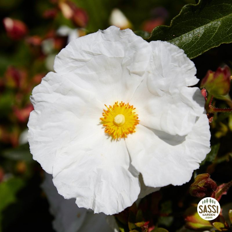 Cistus florentinus, Cisto di Firenze - vaso Ø18 cm