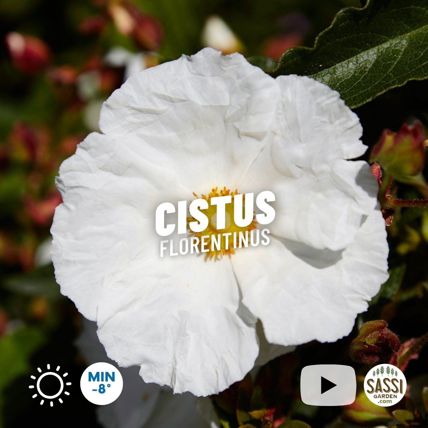 Cistus florentinus, Cisto di Firenze - vaso Ø18 cm Cistus florentinus, Cisto di Firenze - vaso Ø18 cm