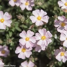 Cistus skanbergii, Cisto di Skanberg - vaso Ø18 cm