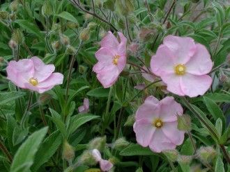 Cistus skanbergii, Cisto di Skanberg - vaso Ø18 cm