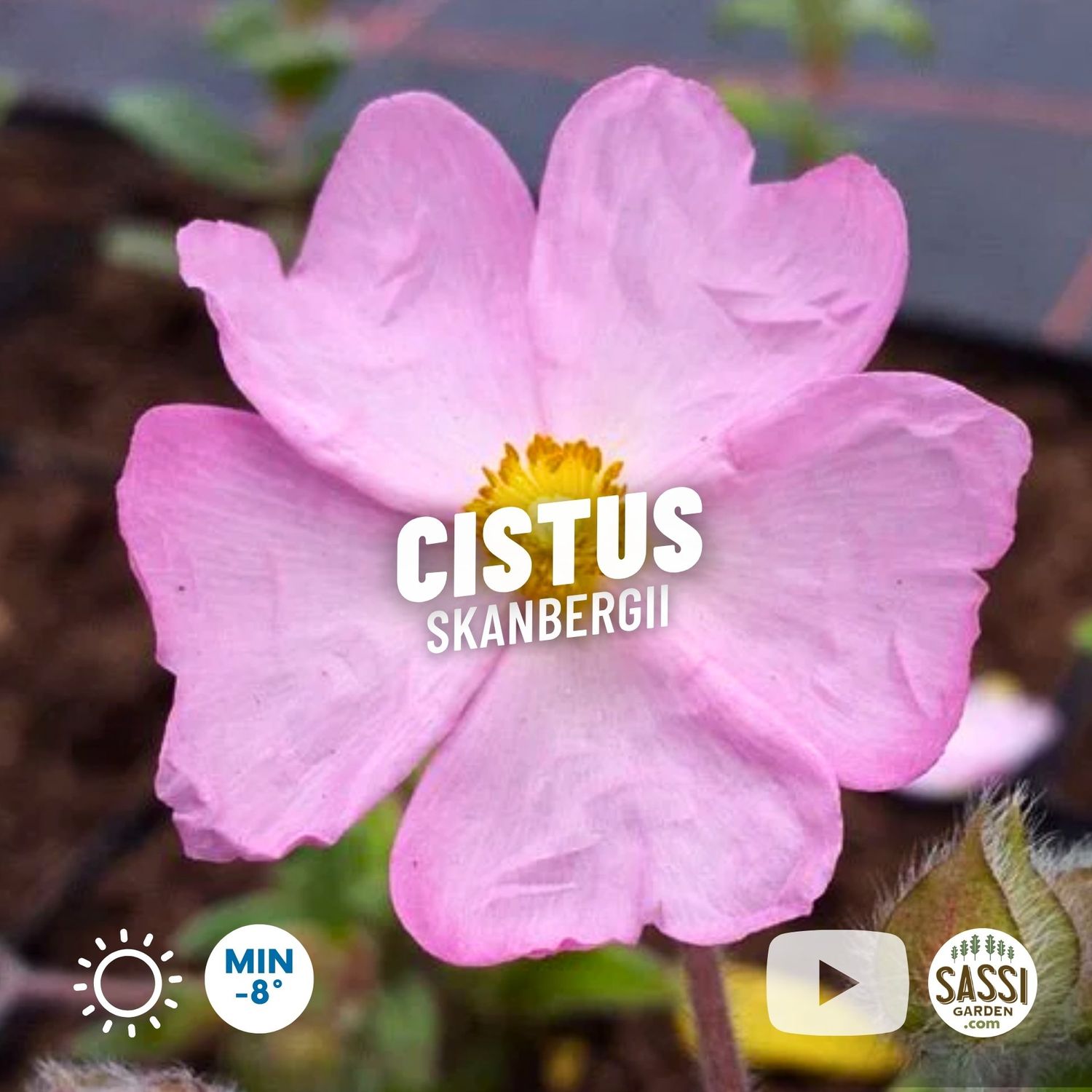 Cistus skanbergii, Cisto di Skanberg - vaso Ø18 cm