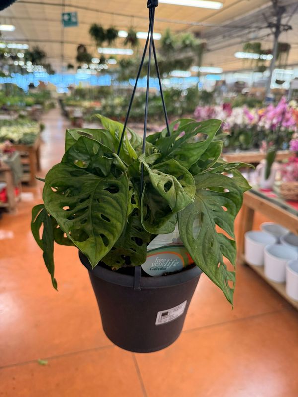 Monstera Adansonii 'Monkey Mask' - basket Ø17 cm