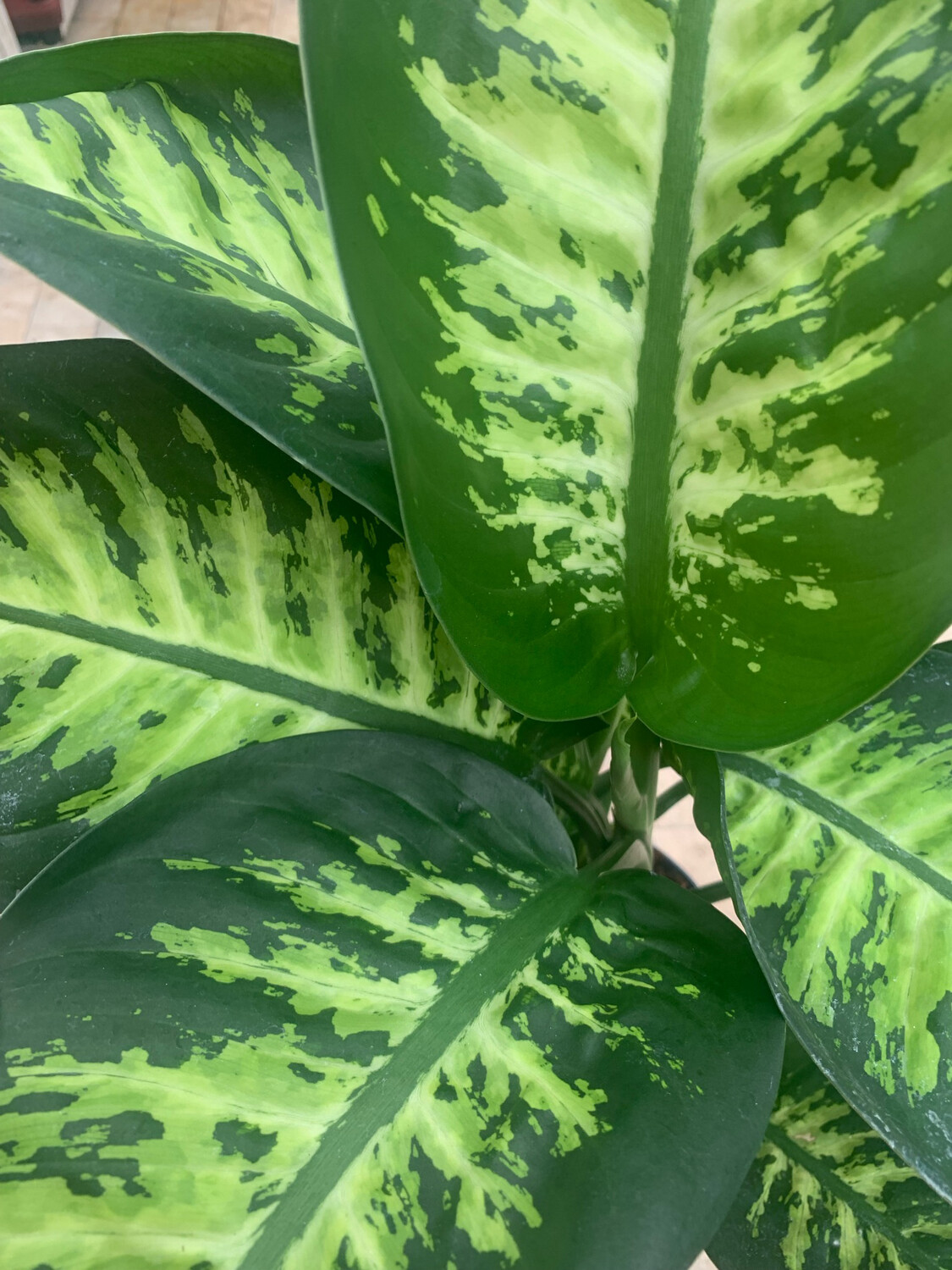 Dieffenbachia seguine, Dieffenbachia Tropic Snow - vaso Ø17 cm Dieffenbachia seguine, Dieffenbachia Tropic Snow - vaso Ø17 cm