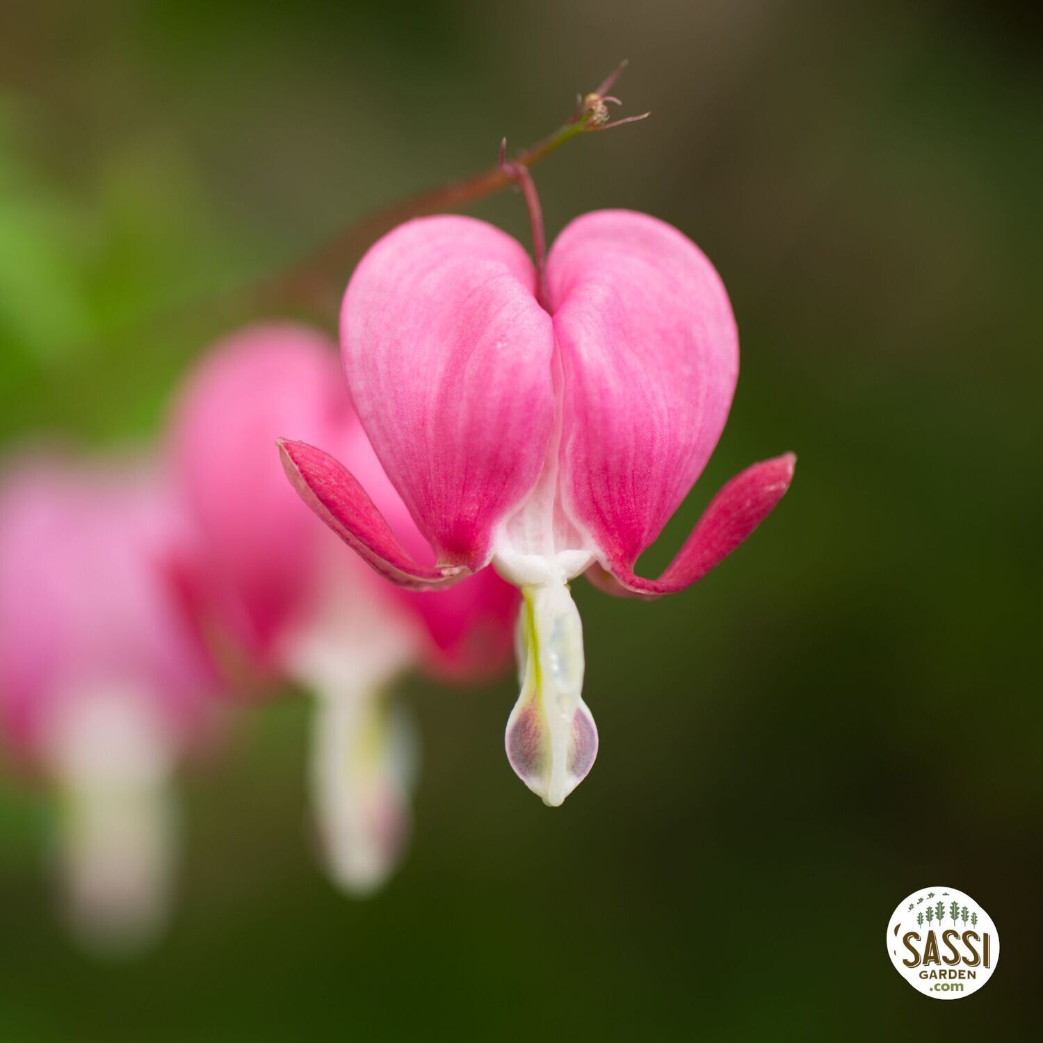 Dicentra Spectabilis Erbacea, Cuore di Maria - vaso  12 cm