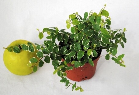 Ficus pumila 'White Sunny' - vaso Ø12 cm