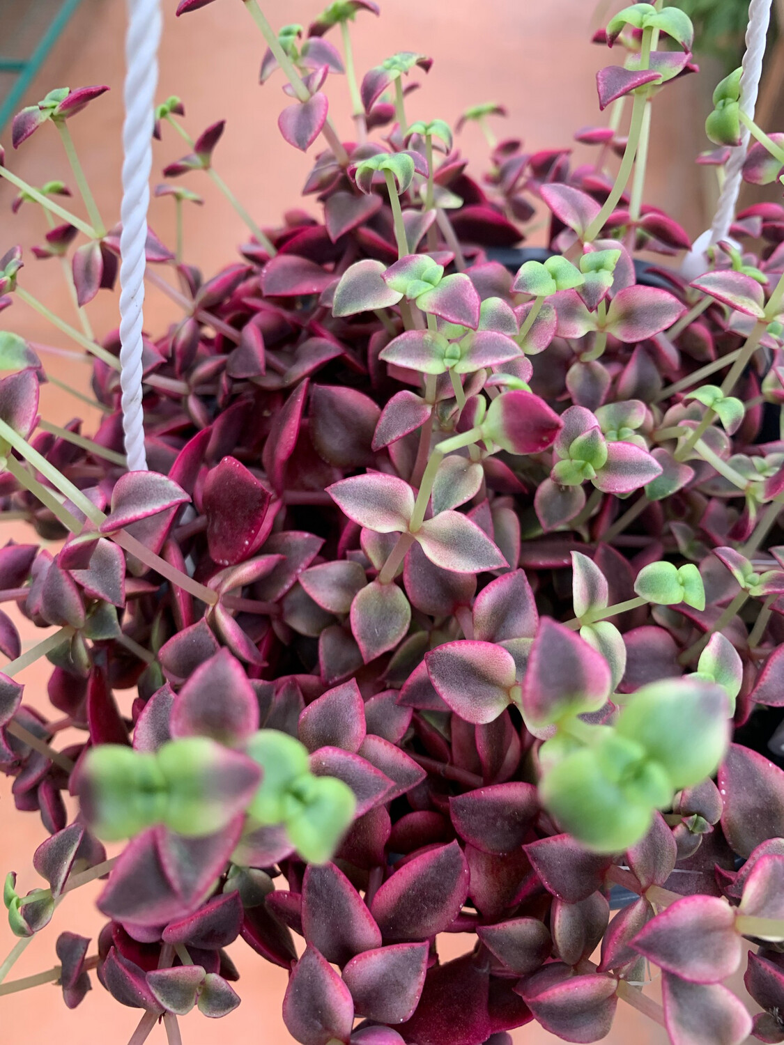 Crassula Marginalis ricadente basket Ø14 cm